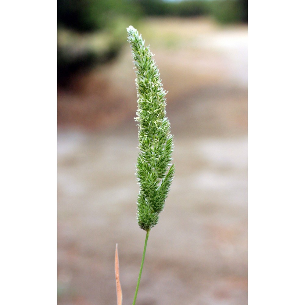 phleum arenarium l. subsp. caesium h. scholz