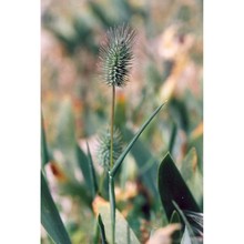 phleum echinatum host