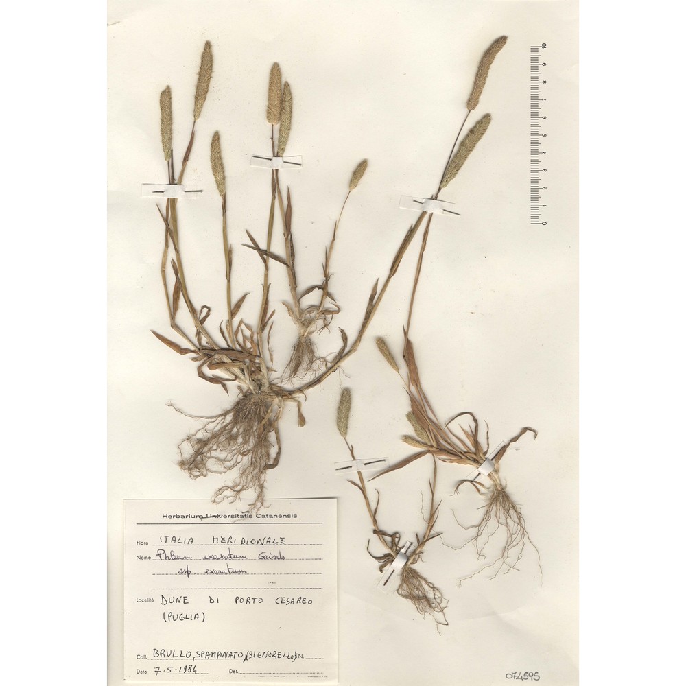 phleum exaratum hochst. ex griseb.