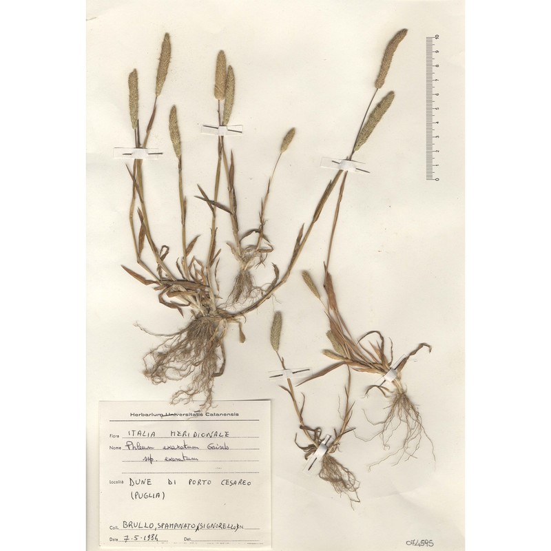 phleum exaratum hochst. ex griseb.