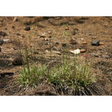 phleum hirsutum honck.