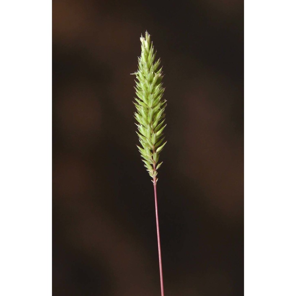 phleum hirsutum honck.