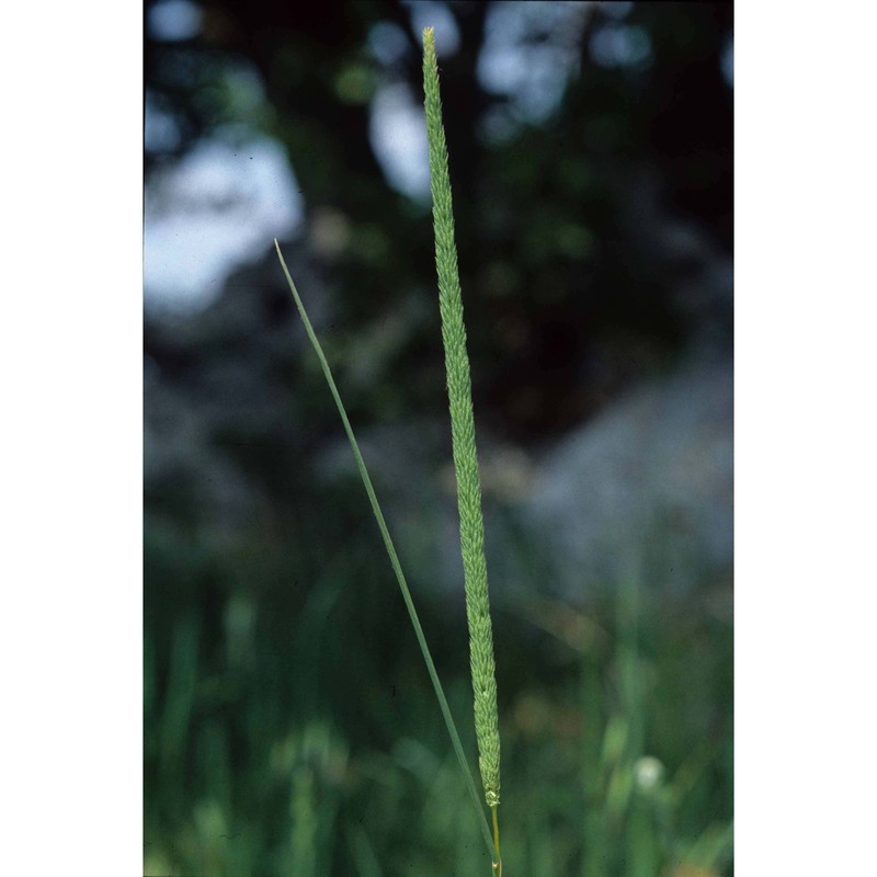 phleum hirsutum honck.