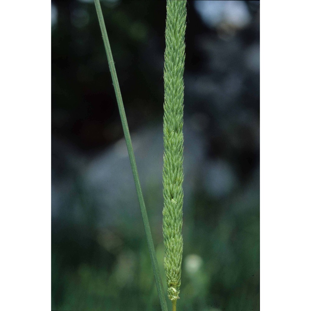 phleum hirsutum honck.