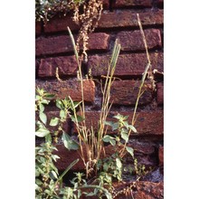 phleum paniculatum huds.