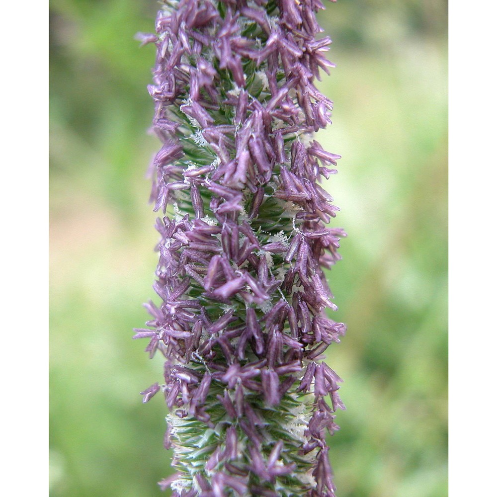 phleum phleoides (l.) h. karst.