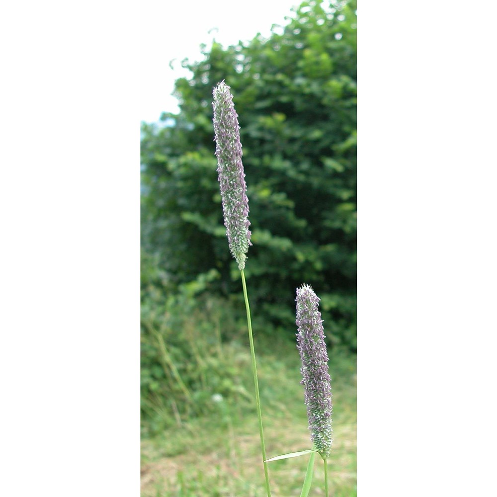 phleum phleoides (l.) h. karst.