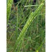 phleum phleoides (l.) h. karst.