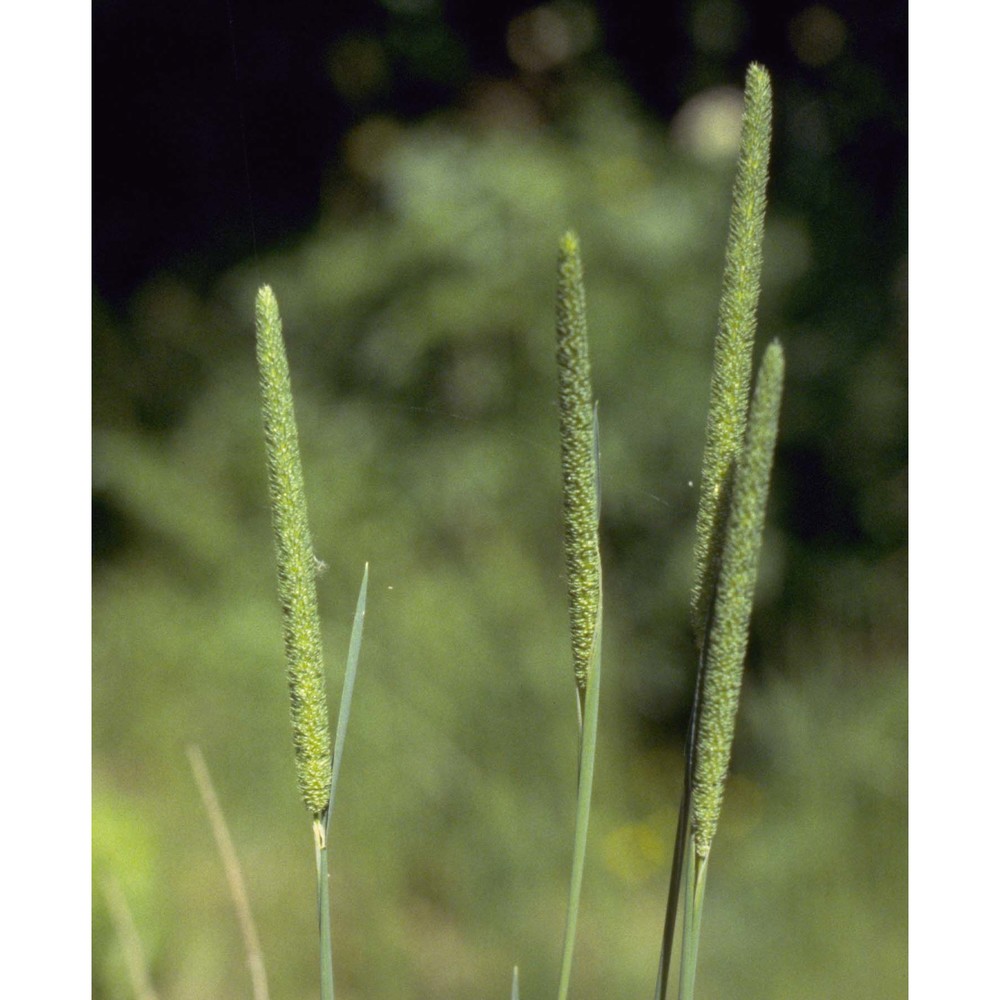 phleum pratense l.