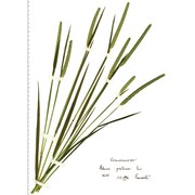 phleum pratense l.