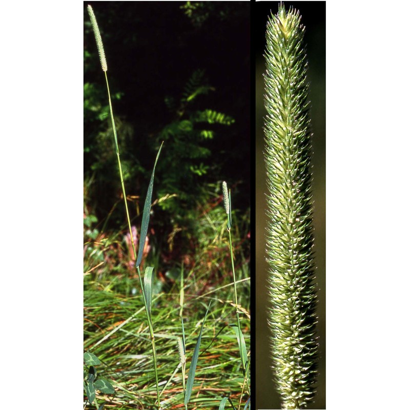 phleum pratense l.