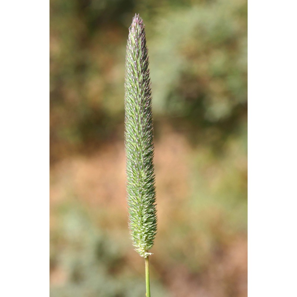 phleum pratense l.