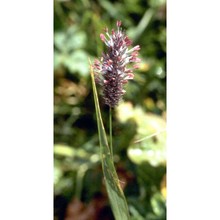 phleum rhaeticum (humphries) rauschert