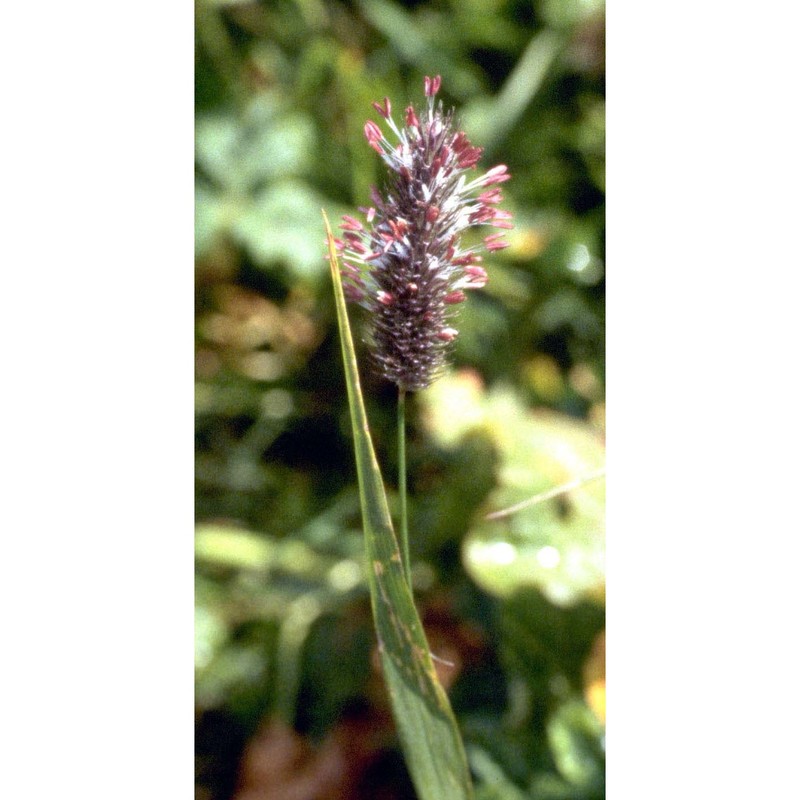 phleum rhaeticum (humphries) rauschert