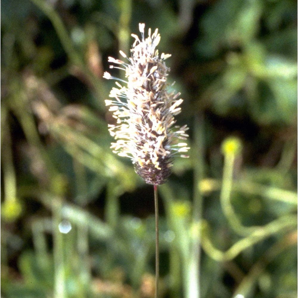 phleum rhaeticum (humphries) rauschert