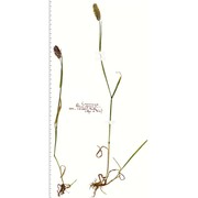 phleum rhaeticum (humphries) rauschert