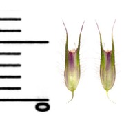 phleum rhaeticum (humphries) rauschert