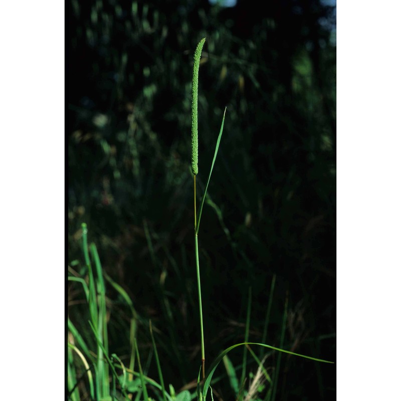 phleum subulatum (savi) asch. et graebn.