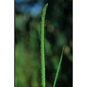 phleum subulatum (savi) asch. et graebn.