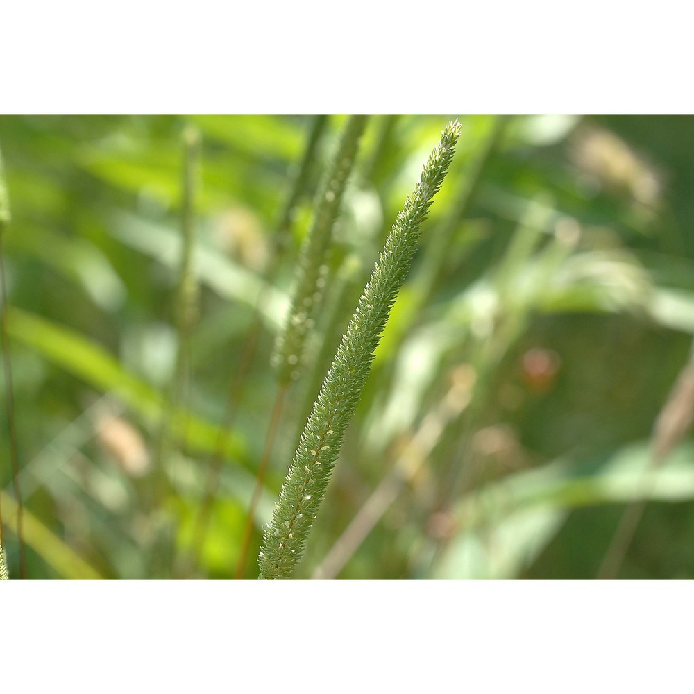 phleum subulatum (savi) asch. et graebn.