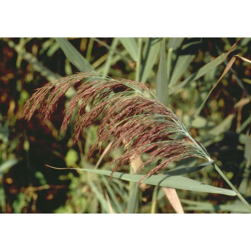 phragmites australis (cav.) trin. ex steud.