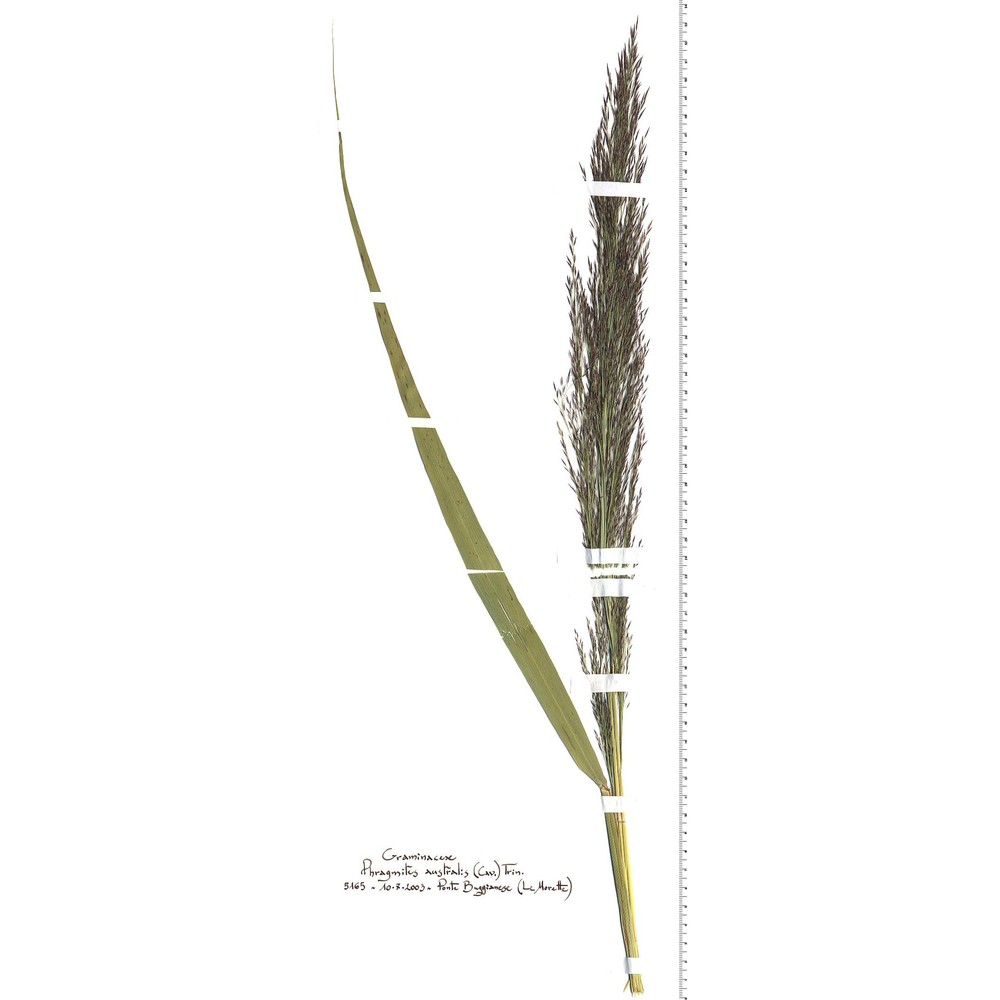 phragmites australis (cav.) trin. ex steud.