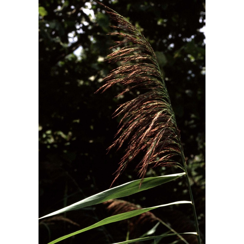 phragmites australis (cav.) trin. ex steud.