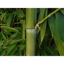 phyllostachys aurea carrière ex rivière et c. rivière