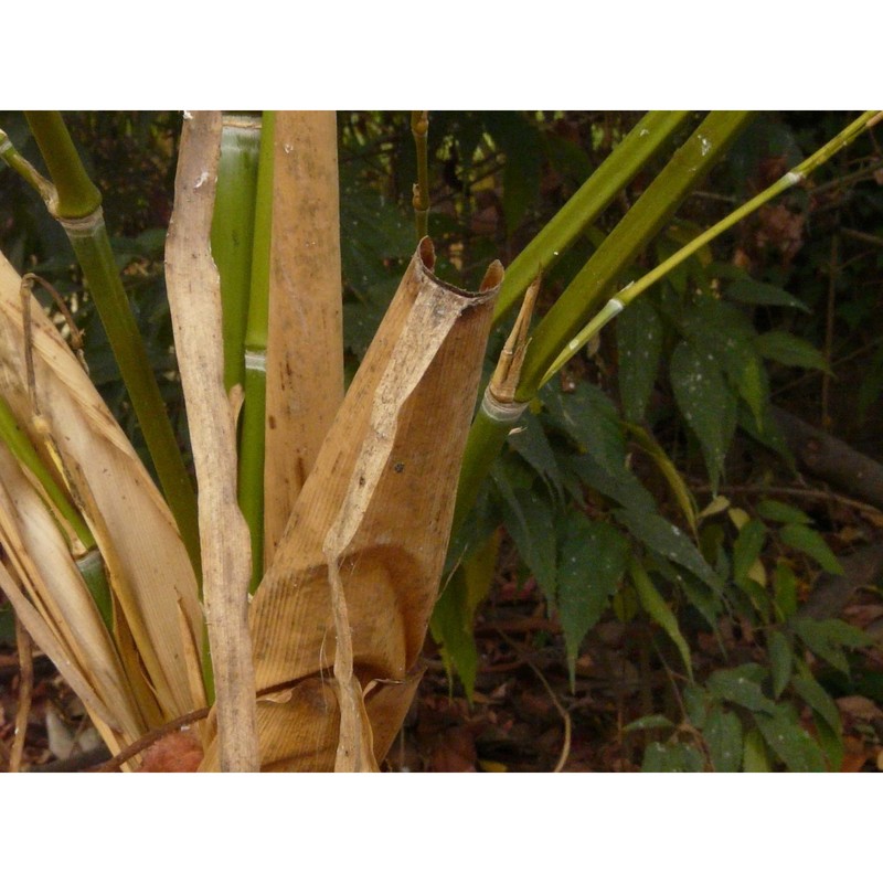 phyllostachys aurea carrière ex rivière et c. rivière