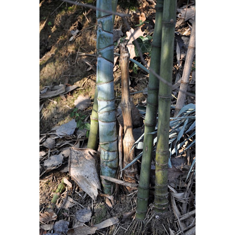 phyllostachys edulis j. houz.