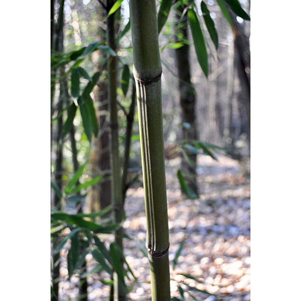 phyllostachys edulis j. houz.