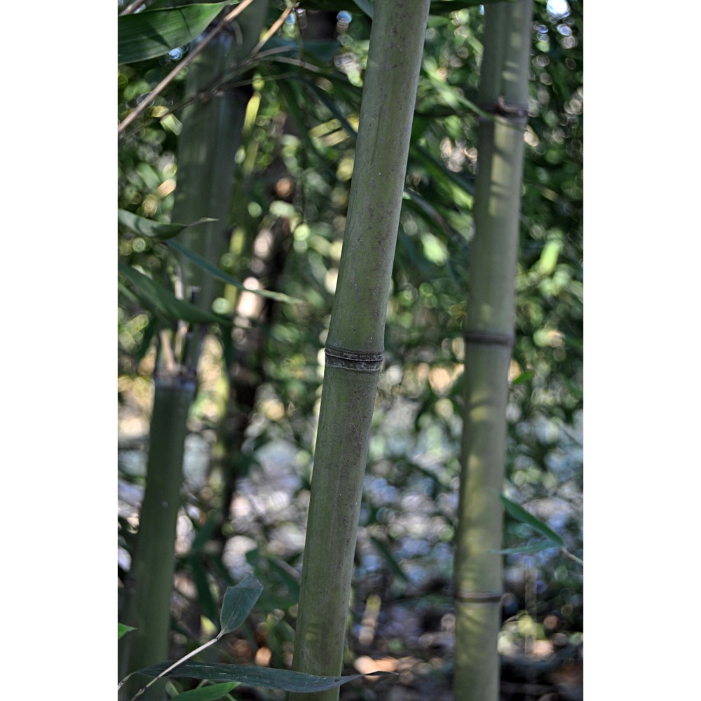 phyllostachys edulis j. houz.