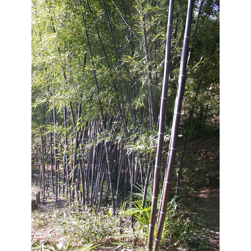 phyllostachys nigra (lodd.) munro