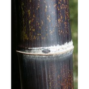 phyllostachys nigra (lodd.) munro