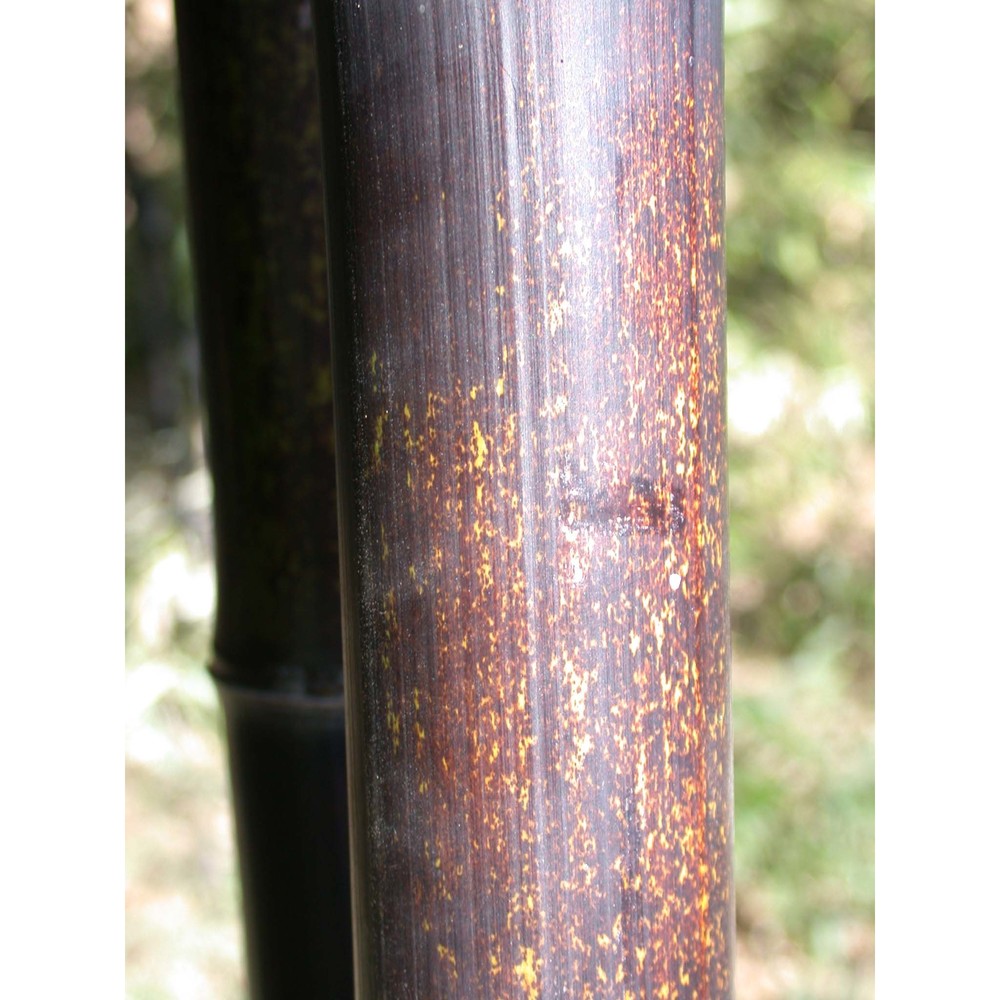 phyllostachys nigra (lodd.) munro