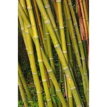 phyllostachys sulphurea (carrière) rivière et c. rivière