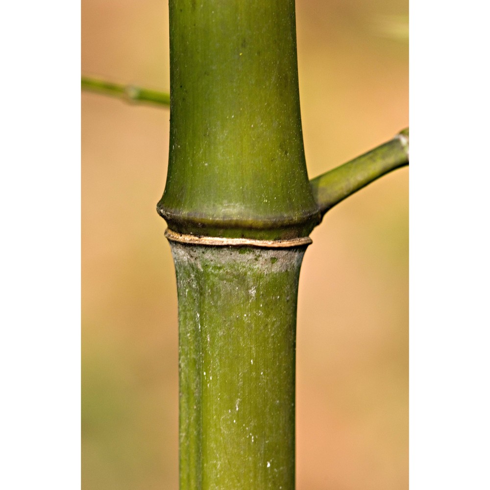 phyllostachys viridiglaucescens (carrière) rivière et c. rivière