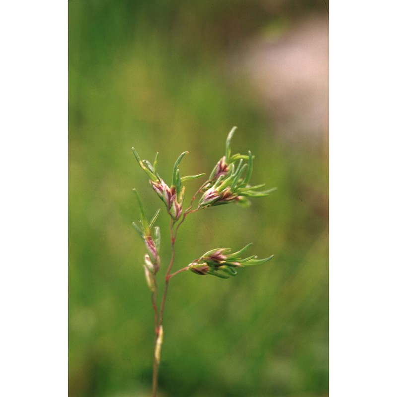 poa alpina l.