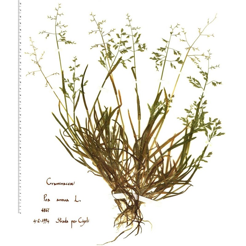 poa annua l.