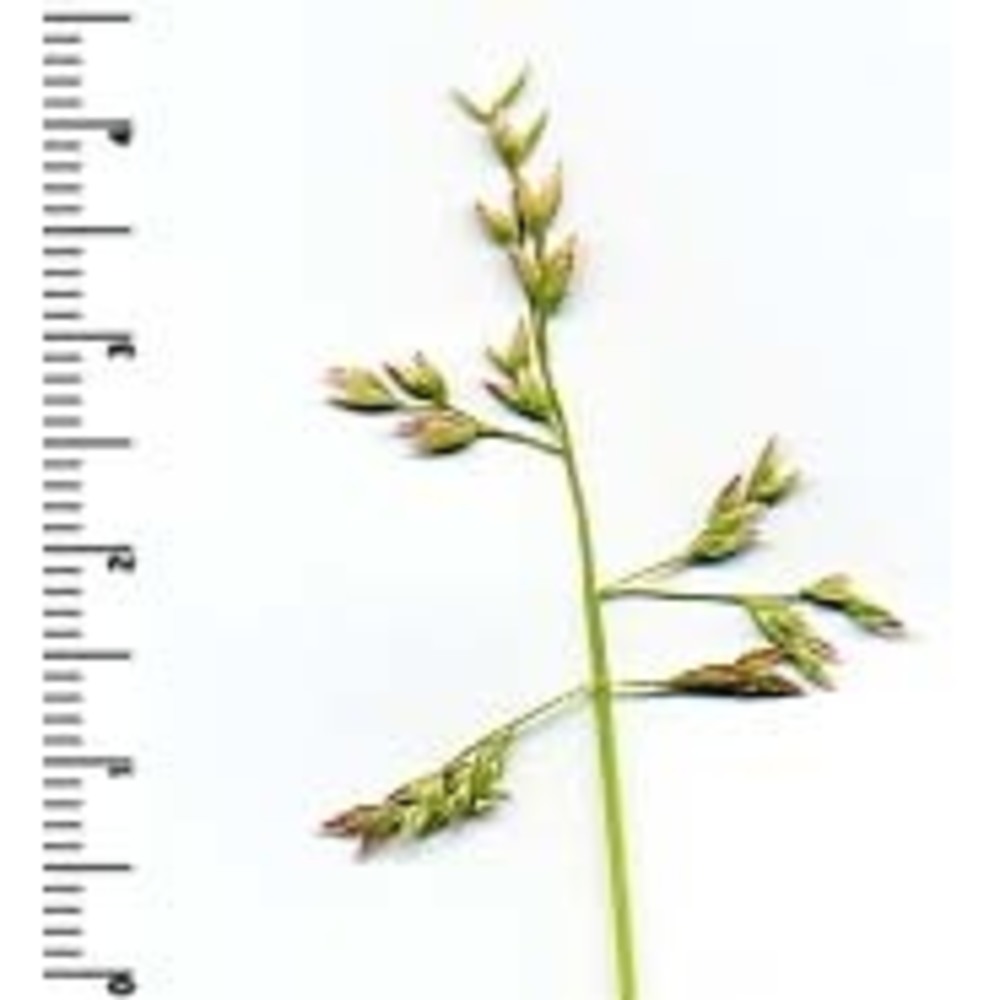 poa annua l.