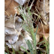 poa bulbosa l.