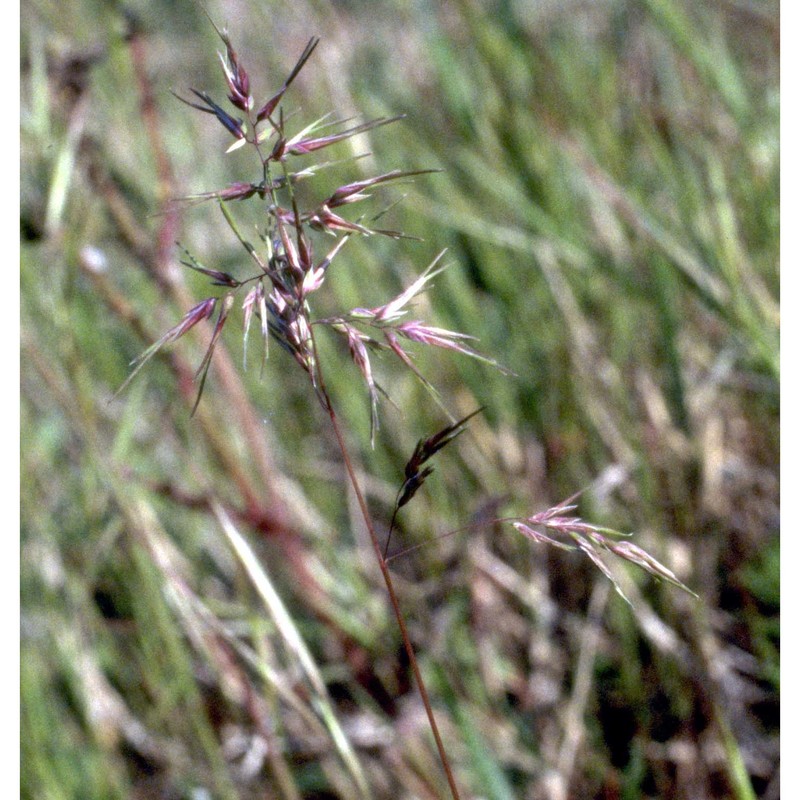 poa bulbosa l.