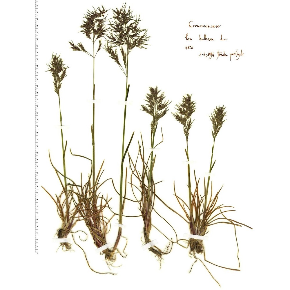 poa bulbosa l.