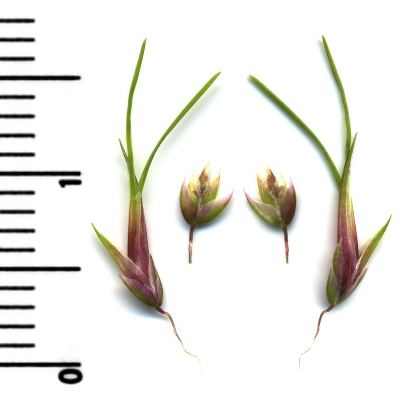 poa bulbosa l.