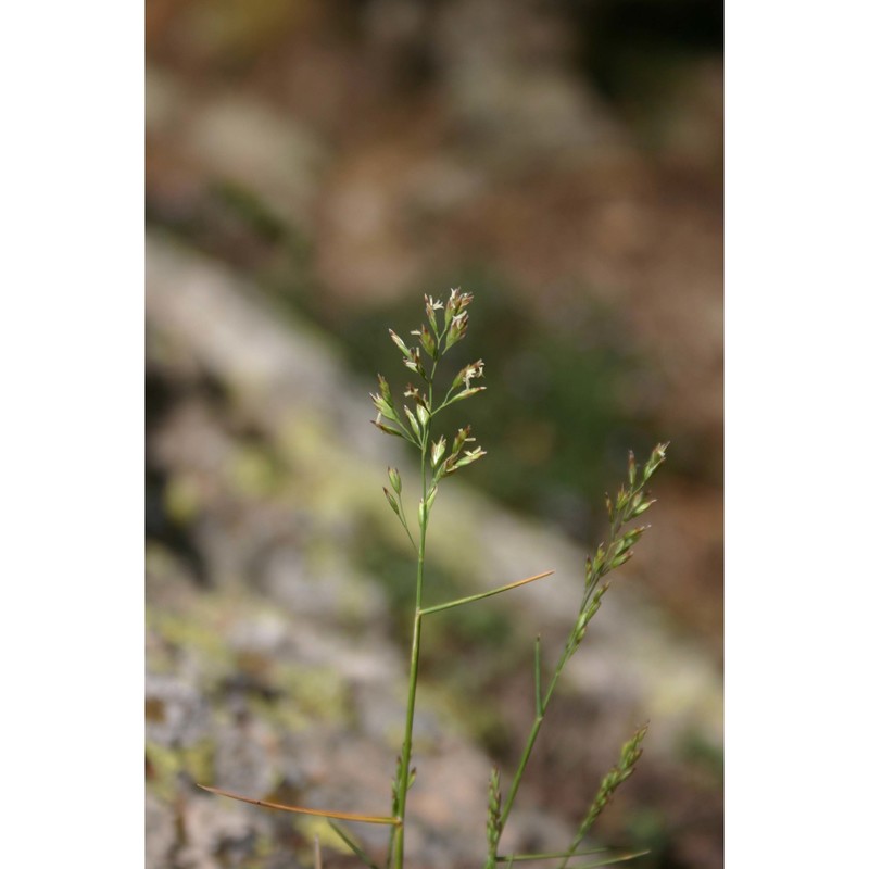 poa compressa l.