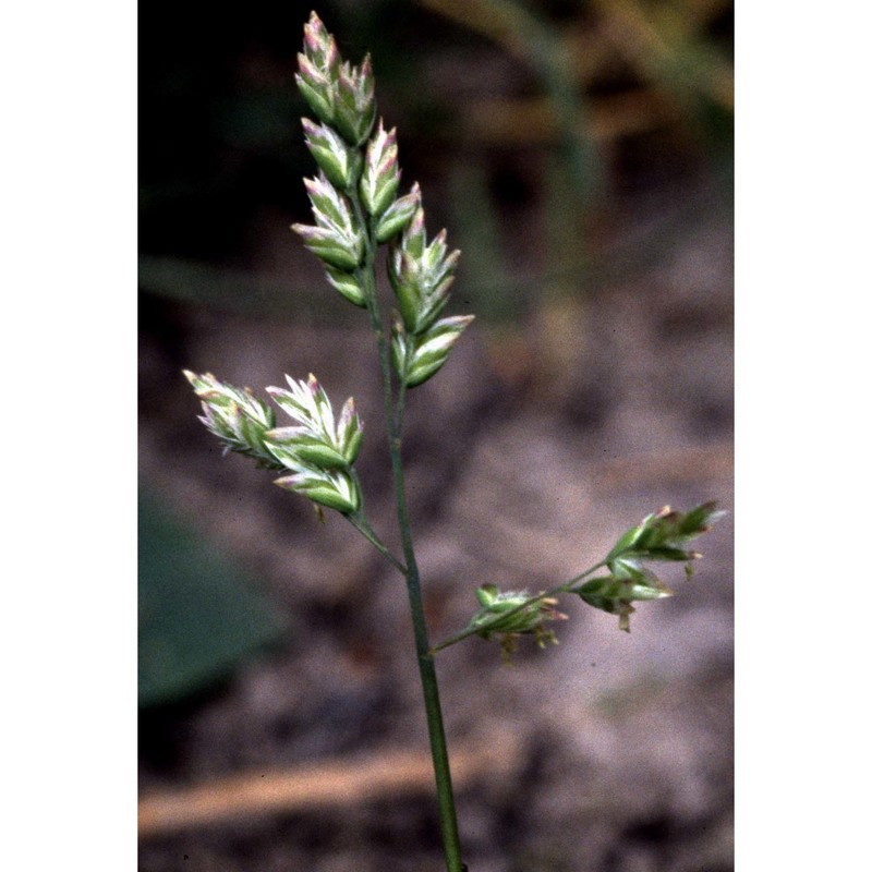 poa compressa l.