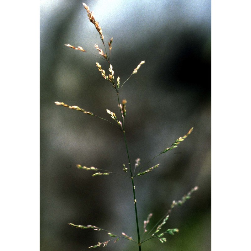 poa palustris l.