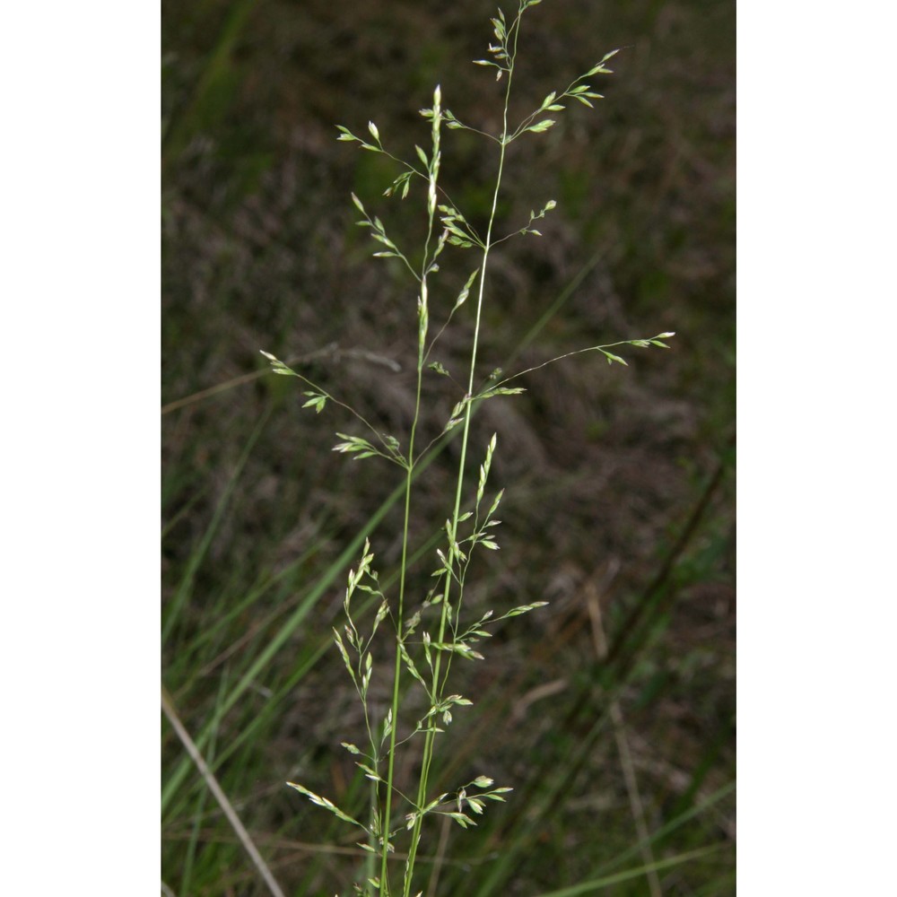 poa palustris l.