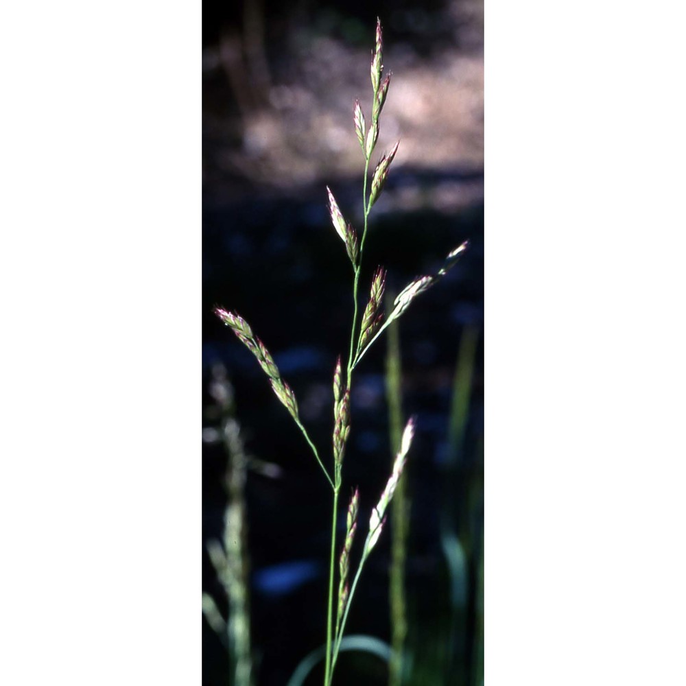 poa pratensis l.