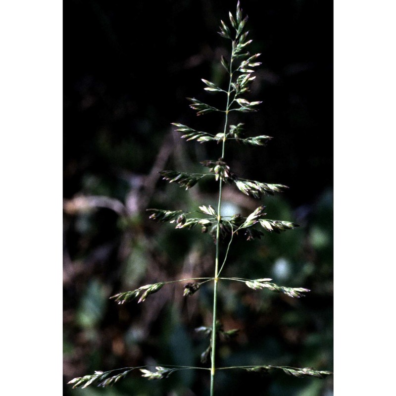 poa pratensis l.